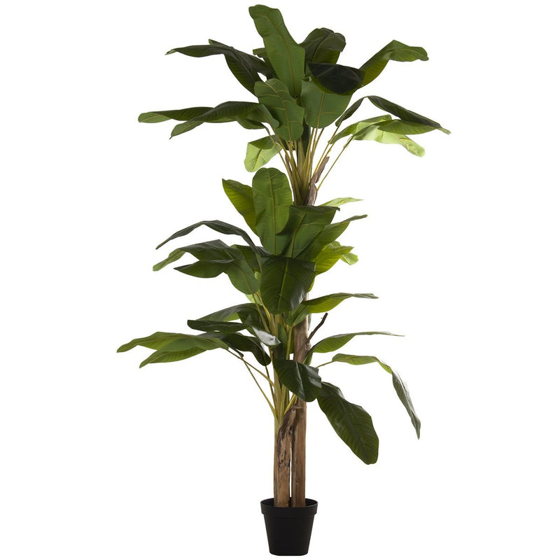 Planta troncos 240CM+180CM+150CM