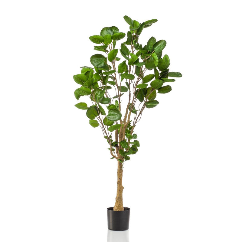 Kunstplant - Polyscias - Aralia - 150 cm